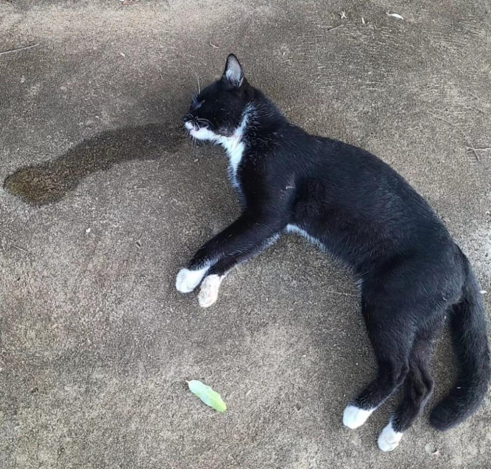 Nova onda de mortes de gatos por envenenamento assusta moradores da Vila Baruta, em Venceslau