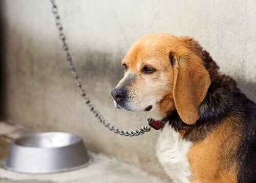 Acorrentar animais agora é proibido no estado de São Paulo