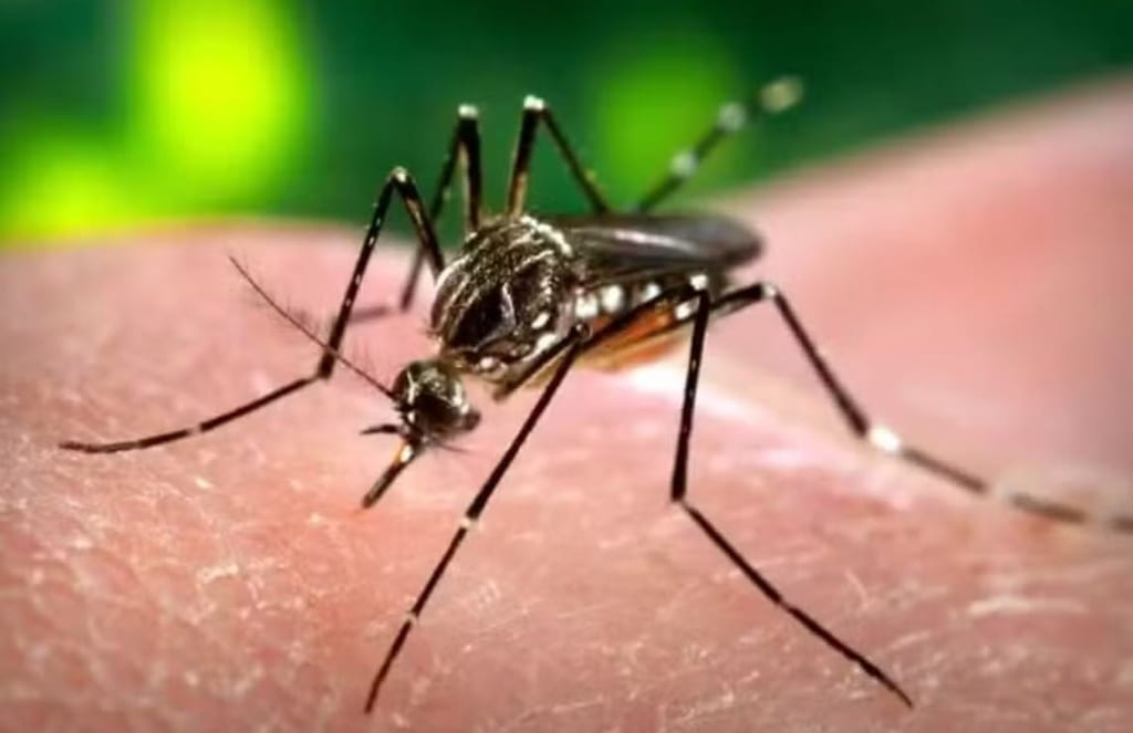 Presidente Prudente registra 23ª morte por dengue