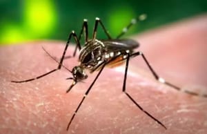 Presidente Prudente registra 23ª morte por dengue
