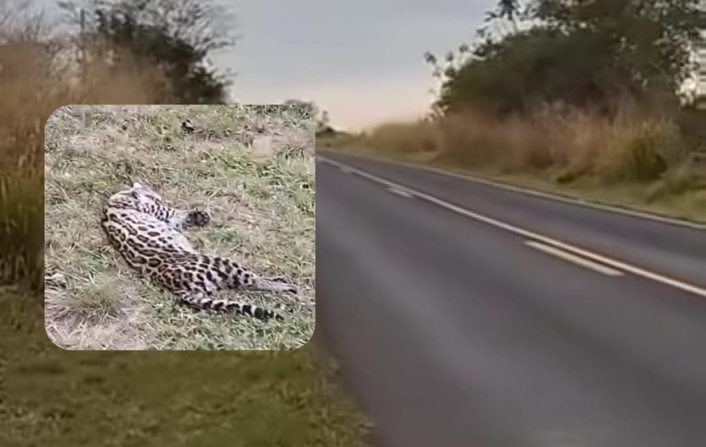 Filhote de jaguatirica é atropelado perto de Flora Rica