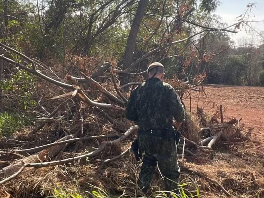 Homem é multado após eliminar 63 árvores em Indiana