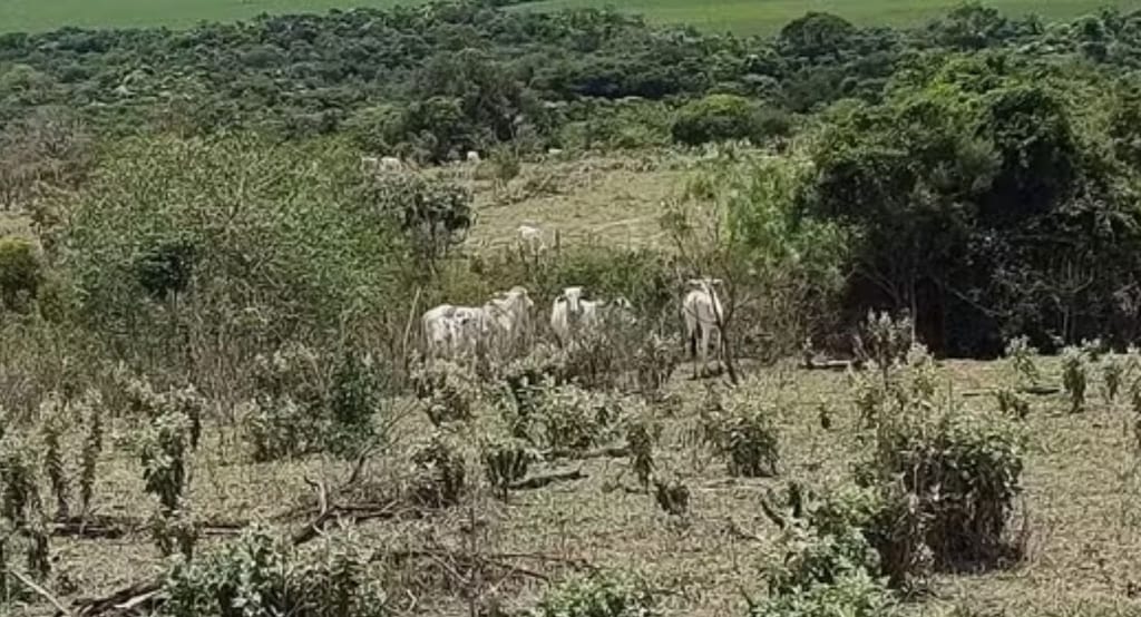 Arrendatário é multado por gado em área de preservação