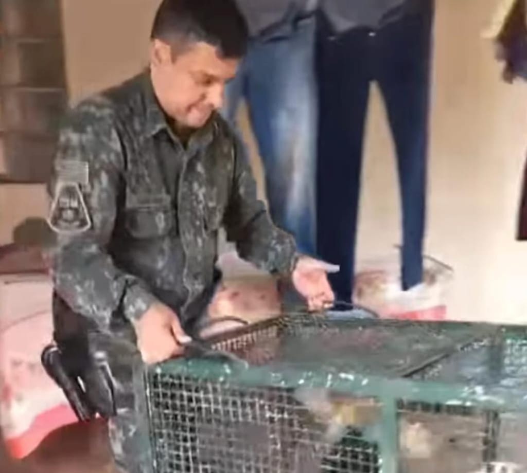 Tamanduá-mirim é capturado em residência em Sandovalina