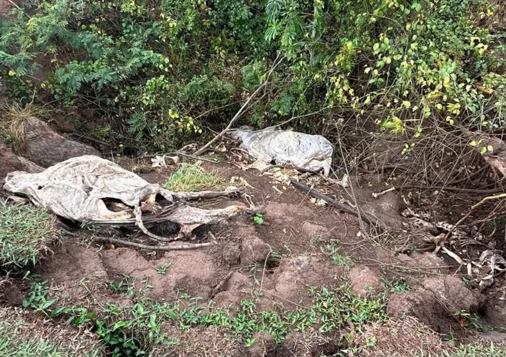 Idoso é multado por maus-tratos após morte de bovinos