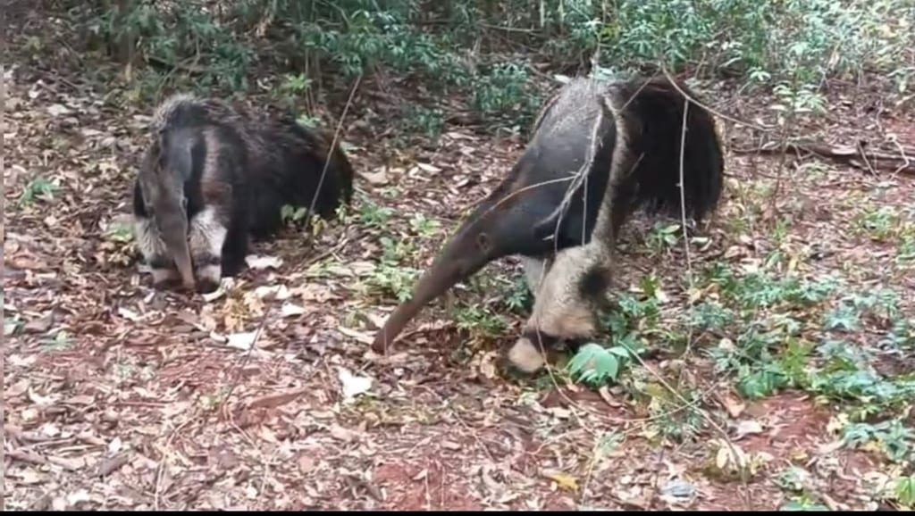 Mãe tamanduá e filhote são vistos em área restaurada