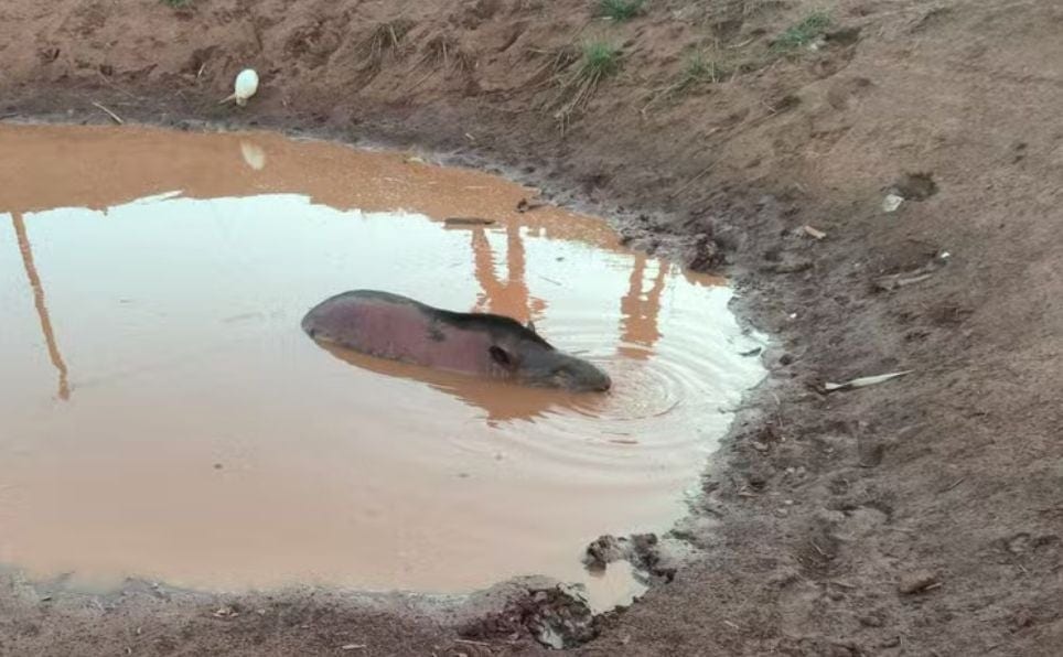 Anta ferida é resgatada no Parque Estadual Morro do Diabo
