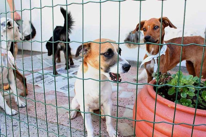 Prudente institui protocolo para controlar população de cães e gatos