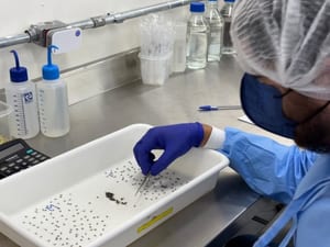 Biofábrica Wolbachia completa dois meses em Prudente