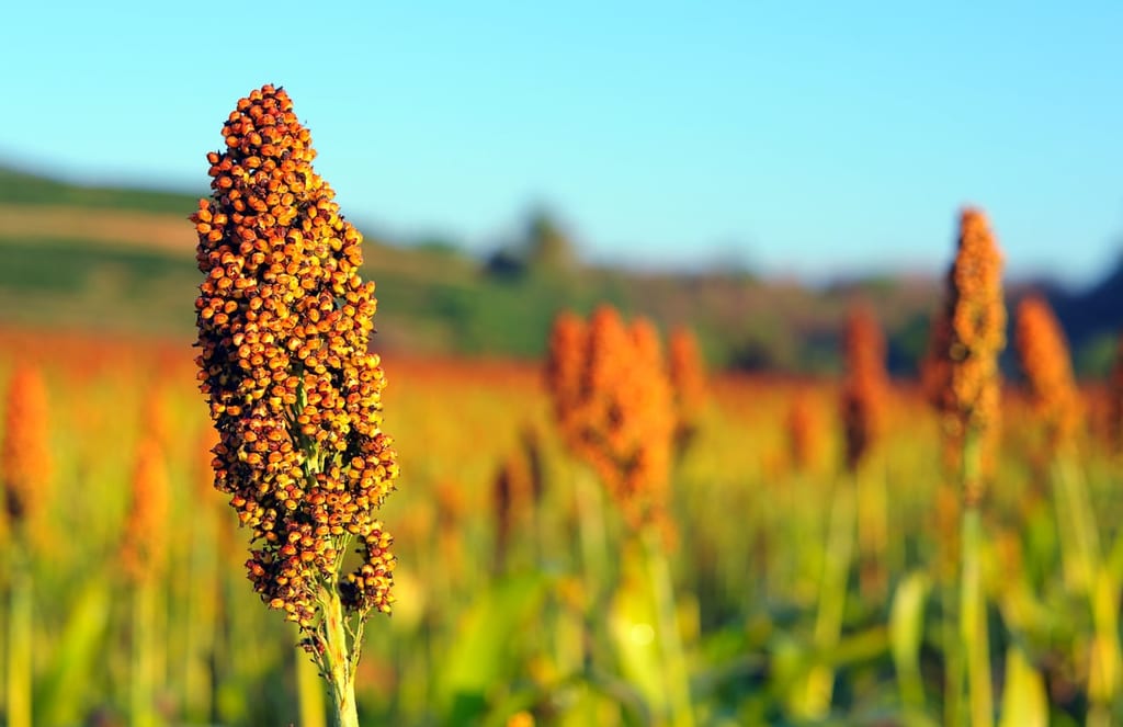 Close up of sorghum in morning sun light.