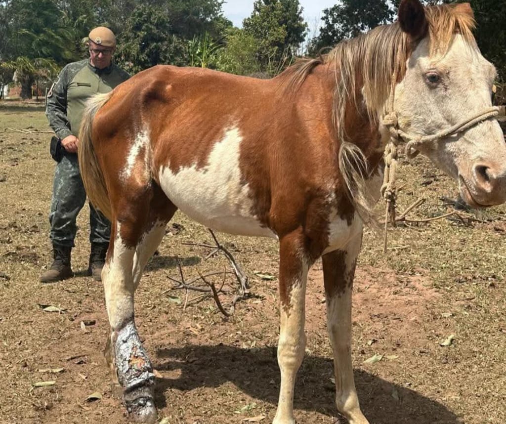 Polícia Ambiental flagra maus-tratos a cavalo em Martinópolis