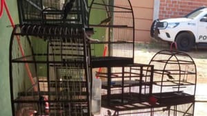 Idoso é multado por manter aves em cativeiro