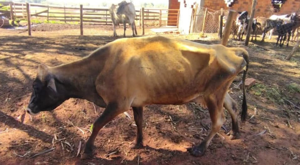 Vaca é resgatada com pata amputada em Teodoro Sampaio