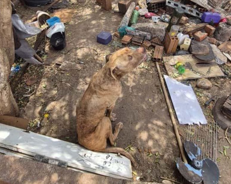 Polícia resgata cães em situação de abandono em Pirapozinho