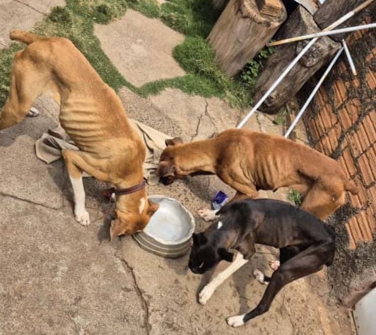 Cães em abandono e aves silvestres são resgatados em Pirapozinho
