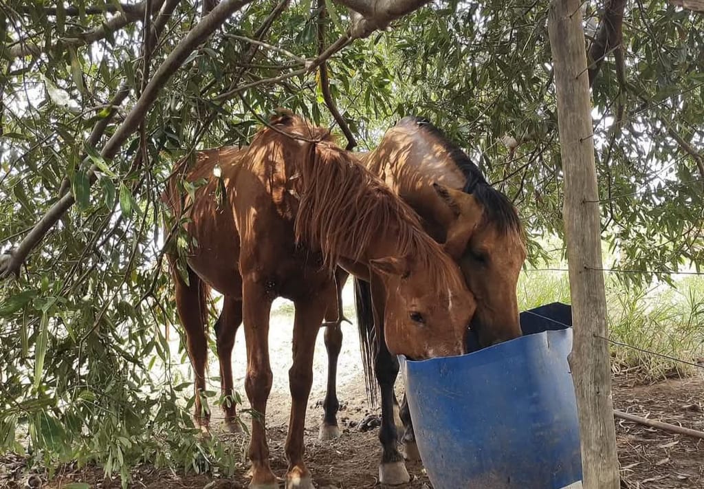 Homem é multado por maus-tratos a cavalos em Presidente Bernardes