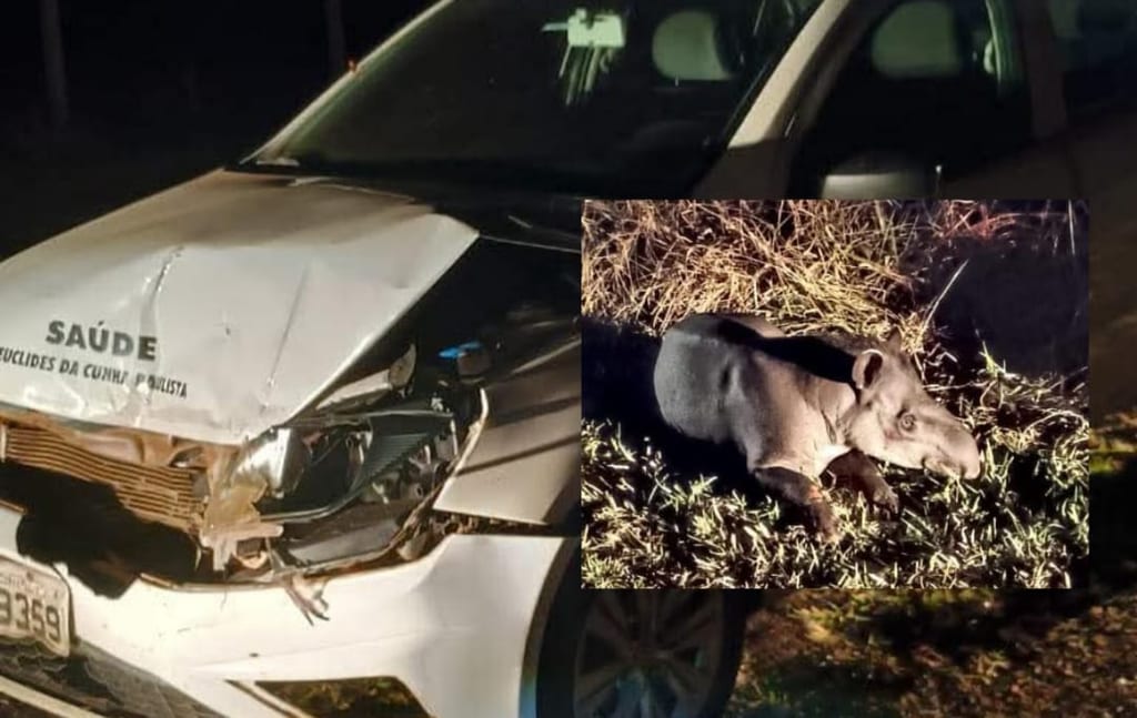 Anta atropelada por veículo oficial é resgatada em Teodoro Sampaio