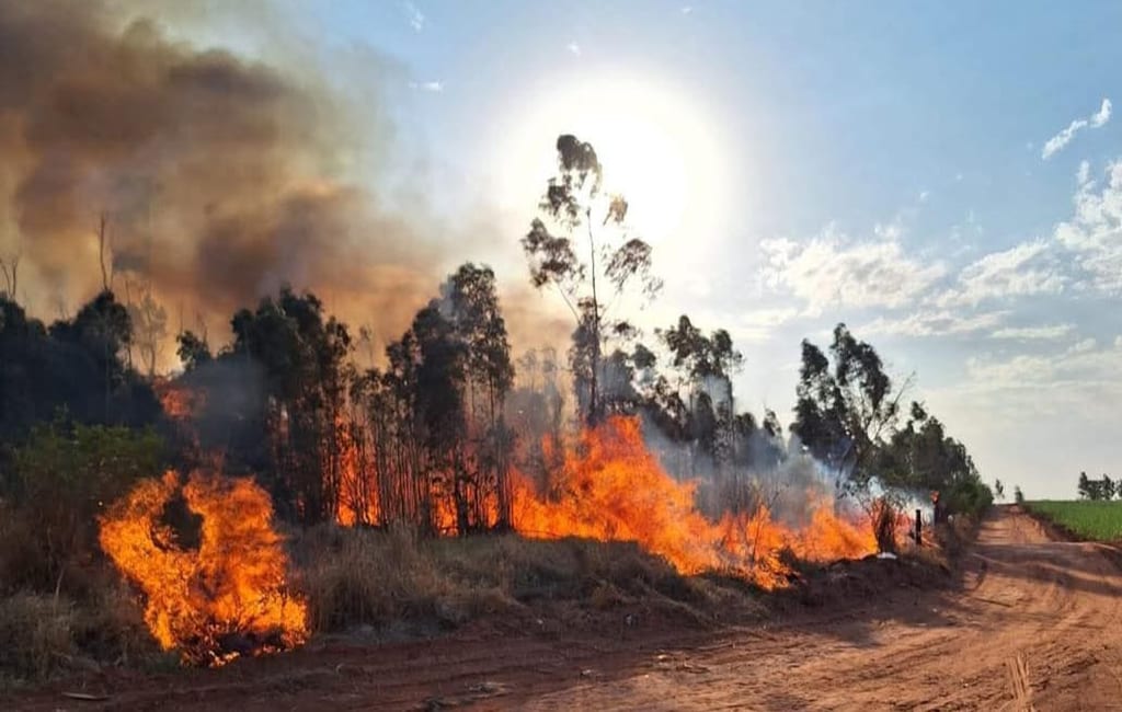 Incêndio atinge plantação de eucalipto em Martinópolis