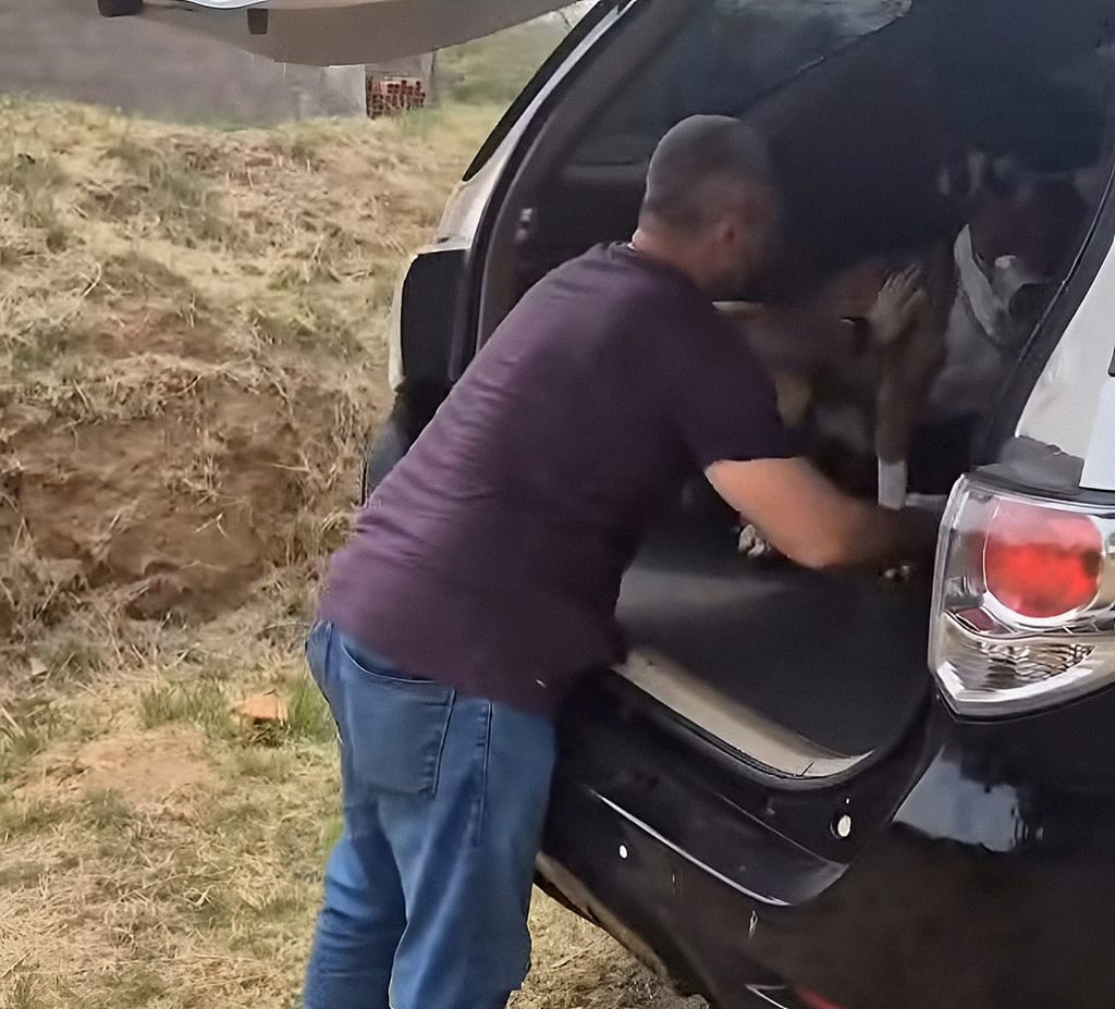 Polícia Civil apura denúncia de maus-tratos a pitbull