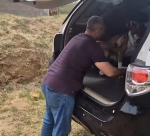 Polícia Civil apura denúncia de maus-tratos a pitbull