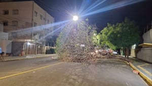Ventania derruba árvores e causa transtornos em Presidente Prudente