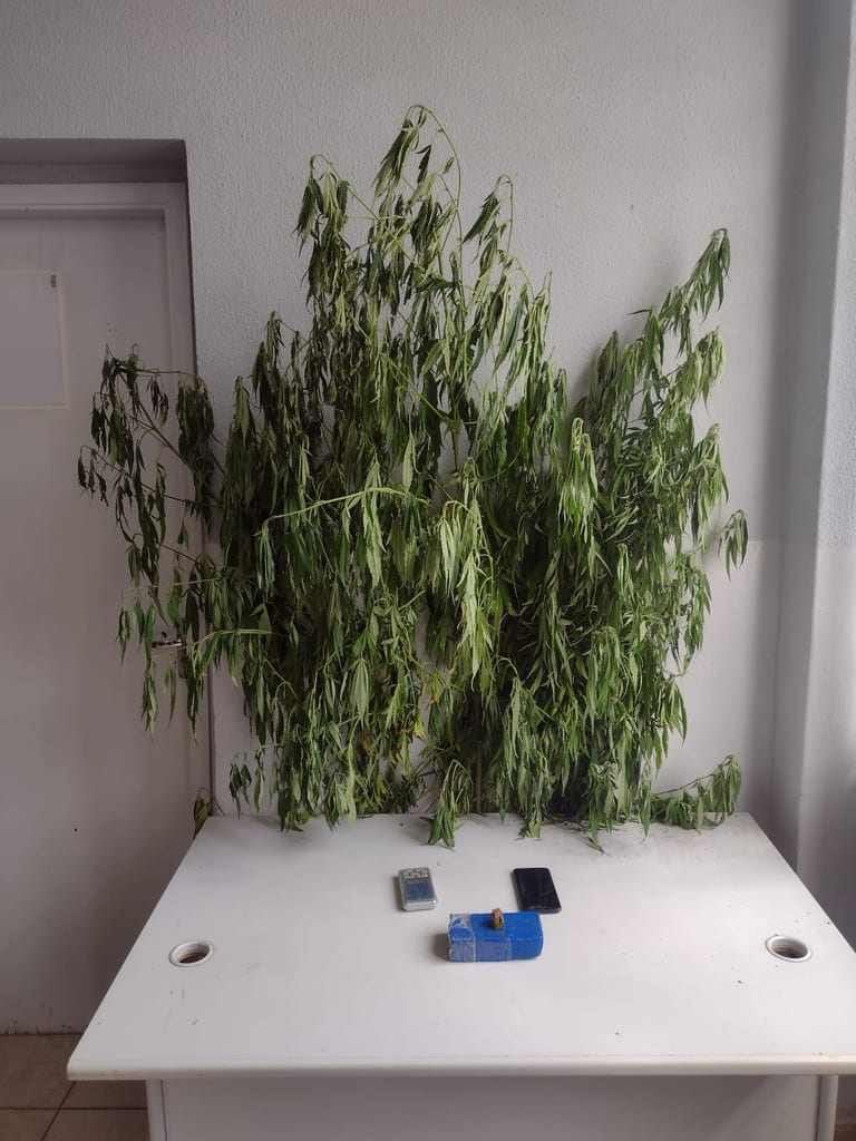Homem é preso após polícia localizar pés de maconha e quase 3 kg da droga em chácara