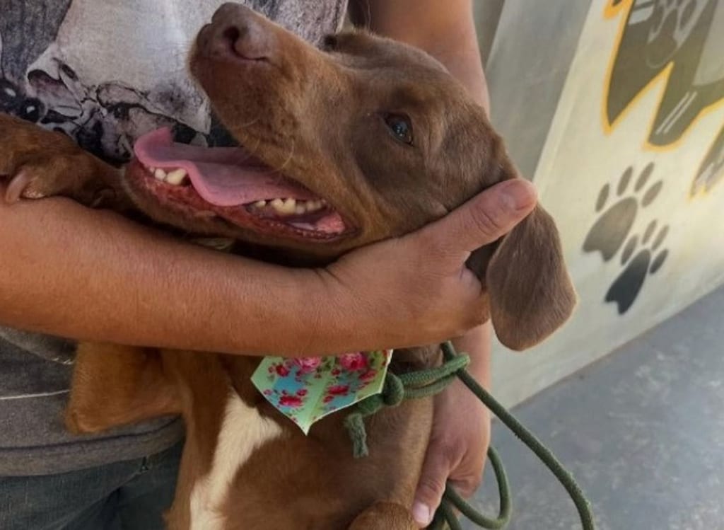 Pets e fogos de artifício: cuidados redobrados com os animais durante a virada do ano