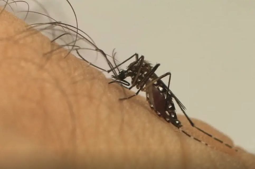Idoso morre com suspeita de dengue em Dracena; caso está sob investigação