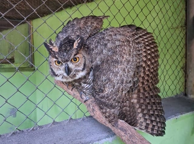 Coruja gigante resgatada em Santo Anastácio é tratada no zoológico de Prudente