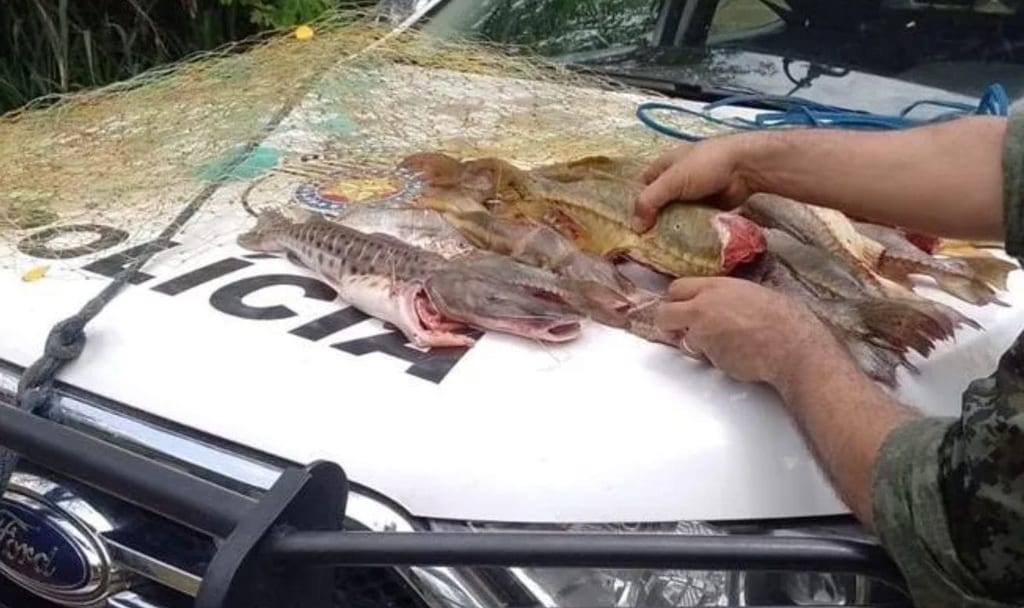 Tarrafa e peixes fora das medidas permitidas levam pescadores a receber multas. Foto: Polícia Ambiental